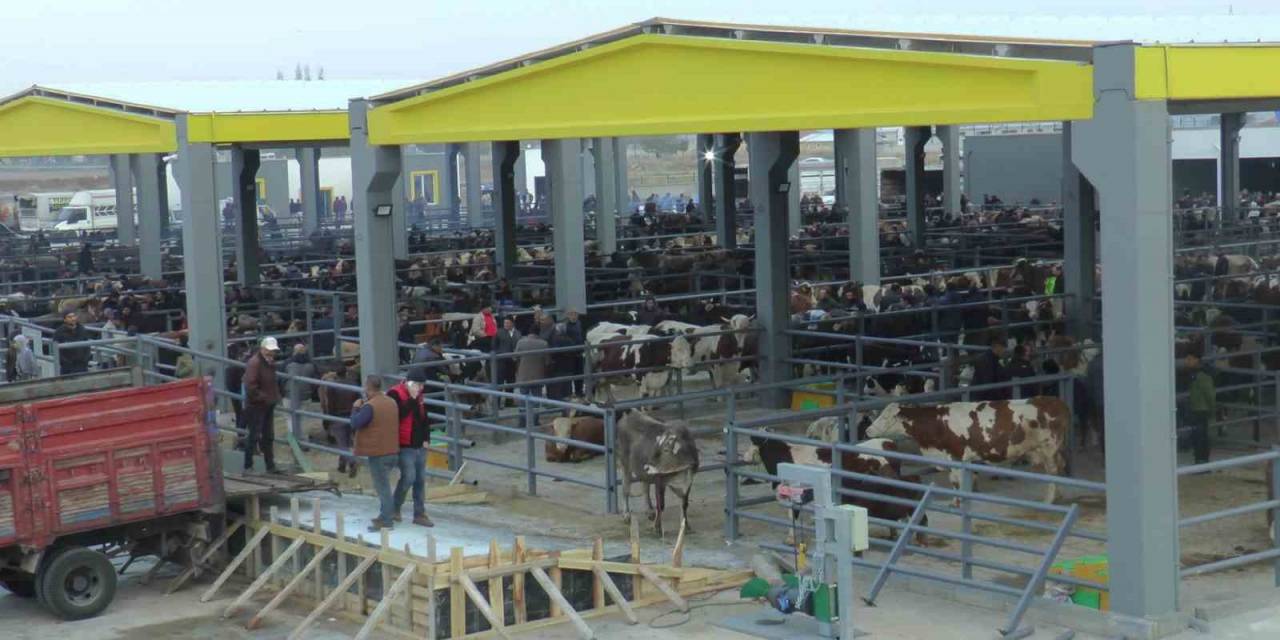 İç Anadolu’nun En Büyük Canlı Hayvan Borsası’na Üreticilerden Yoğun İlgi