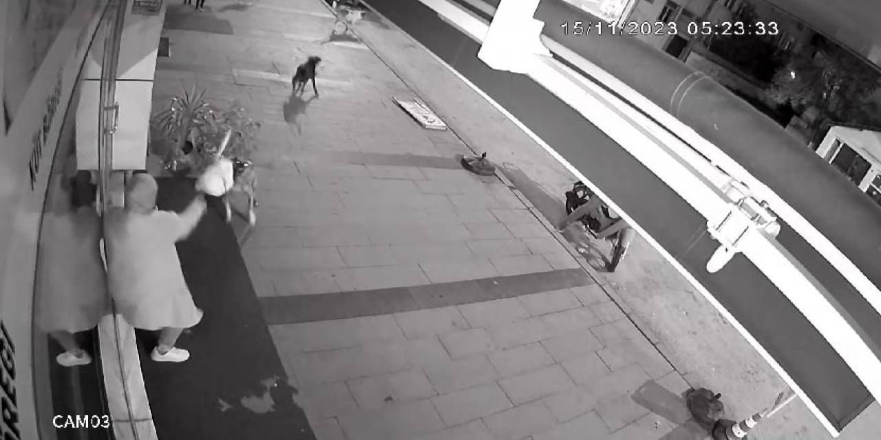 Dükkanı Açan Kadın Dehşeti Yaşadı: Köpekler İşte Böyle Saldırdı