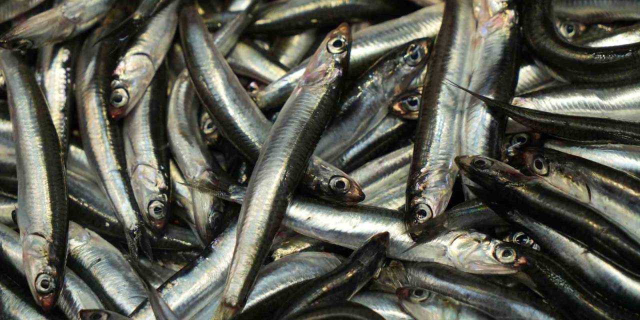 Bolu’da Hamsiye Rağbet Sürüyor