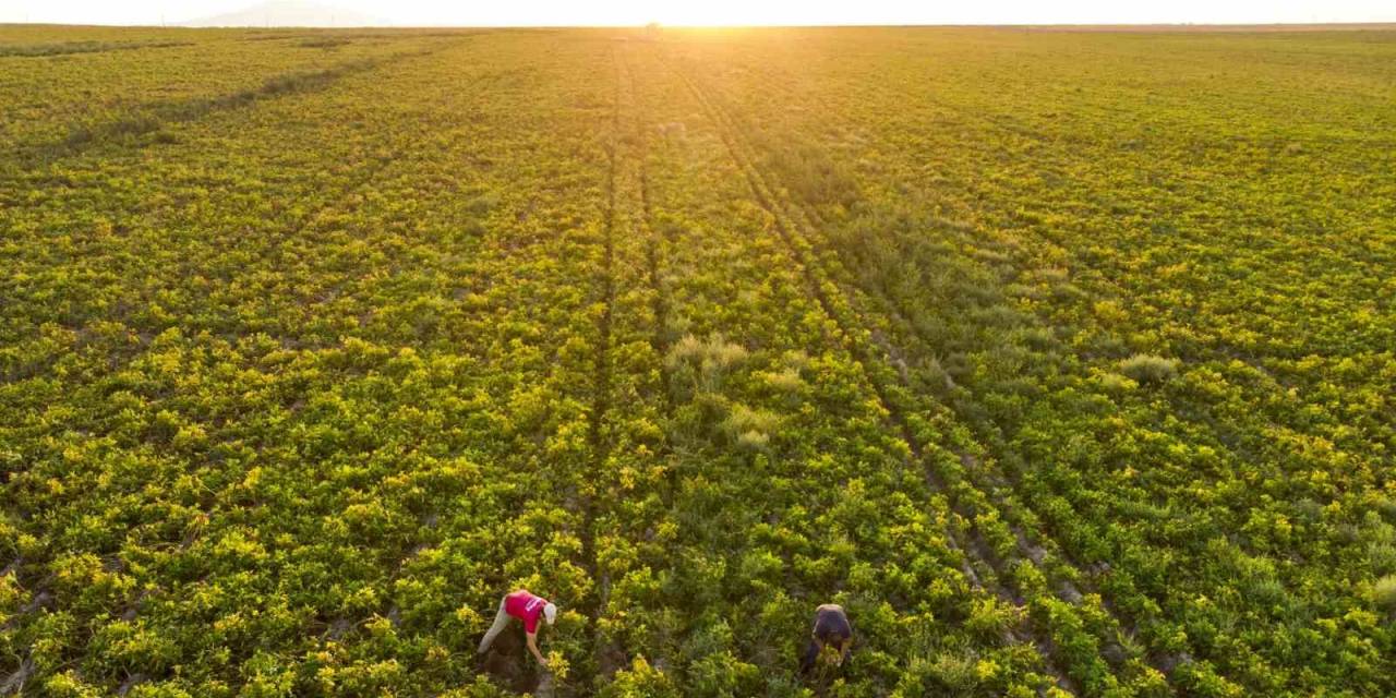 Atakey’e Sürdürülebilir Tarım Standartlarında ‘Altın’ Belge
