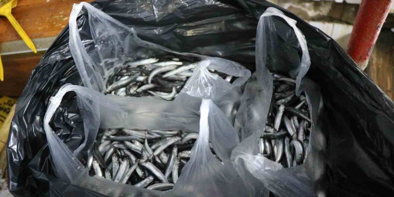 Karadenizlilerin Burun Kıvırdığı Hamsi Anadolu’ya Kolilerle Gönderiliyor