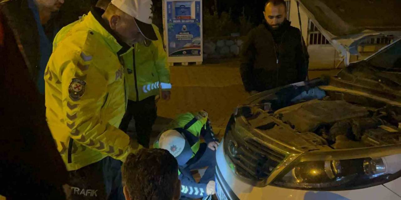 Polisin Dikkati Kediyi Ölümden Kurtardı