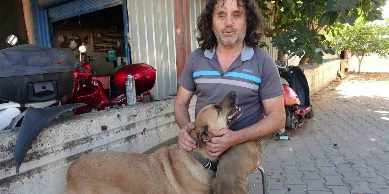 Köpeği De İnsanlığı Da Uyutmadı, Yanından Ayırmayıp Gözü Gibi Bakıyor