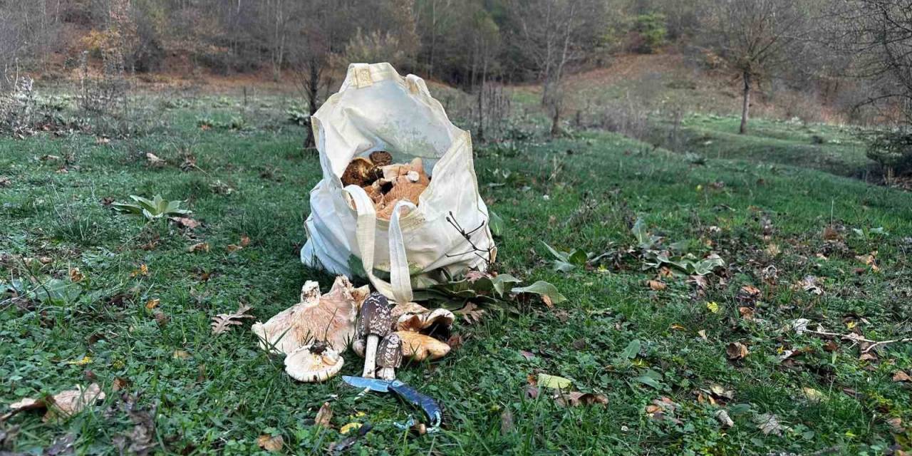 Bilecik’te Vatandaşlar Çuval Çuval Kanlıca Mantarı Topladı