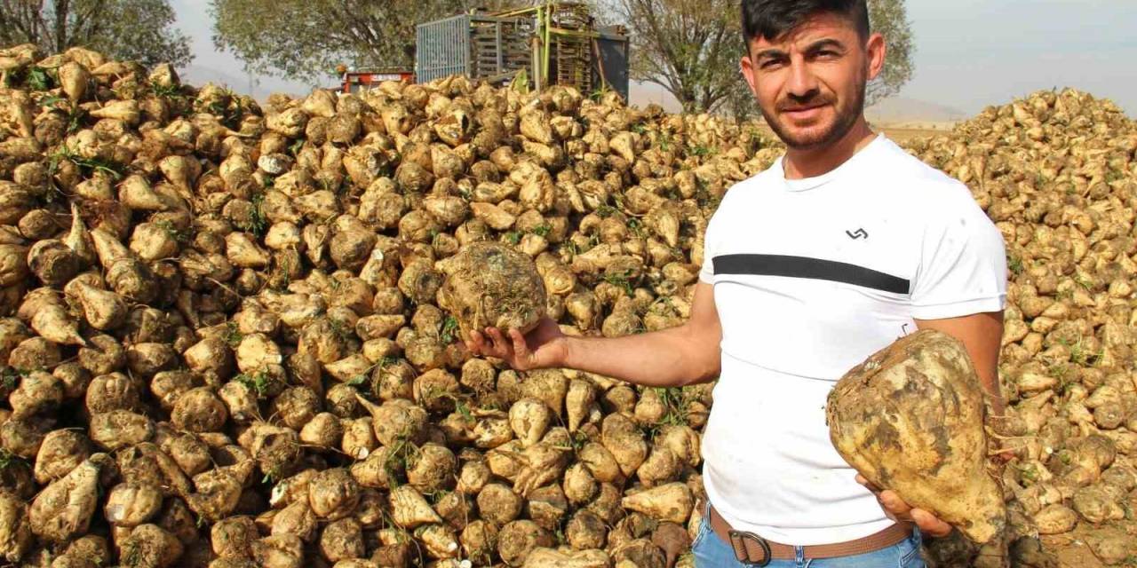 Kahramanmaraş’ta  Şeker Pancarı Hasadı Başladı