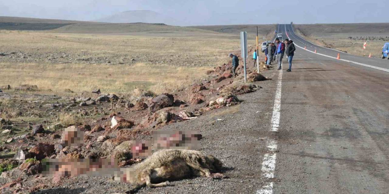 Kars’ta Tur Midibüsü Hayvan Sürüsüne Çarptı