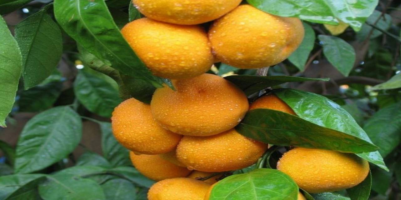 Seferihisar Turuncu Bayrama Hazırlanıyor