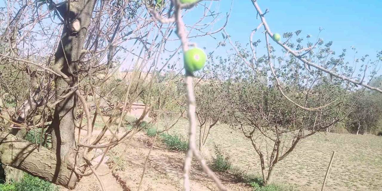 Papaz Eriği Sonbaharda İkinci Ürününü Verdi