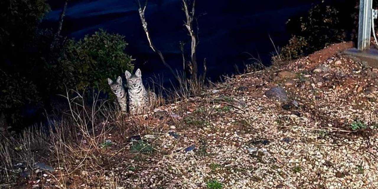 Tunceli’de Kırmızı Listede Yer Alan Anne Ve Yavru Vaşak Görüntülendi