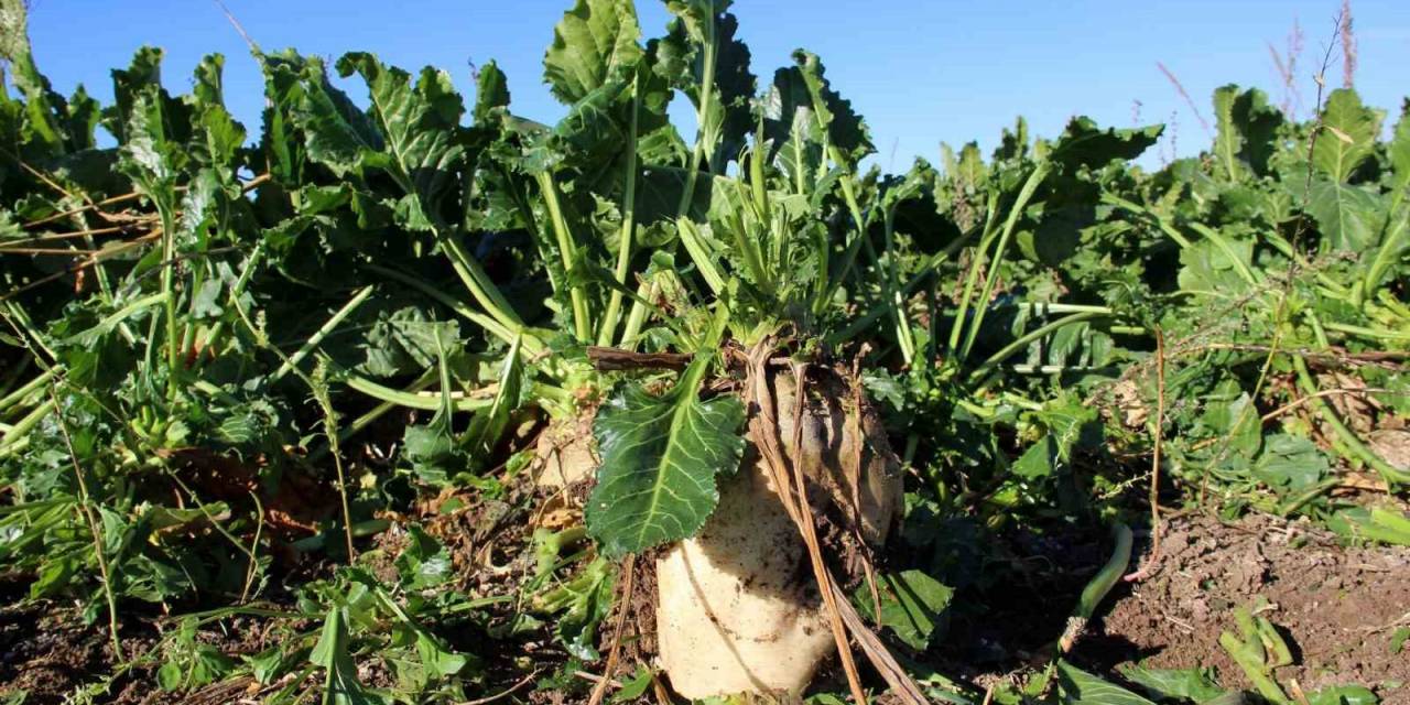 Yağışlar Şeker Pancarını Vurdu, İstenilen Rekolteye Ulaşılamadı