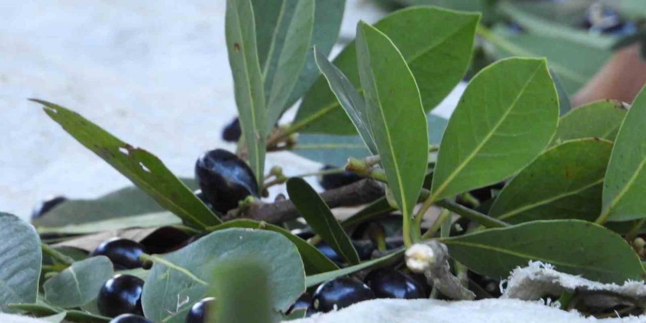 Defne Yaprağı Köylülere Geçim Kaynağı Oluyor