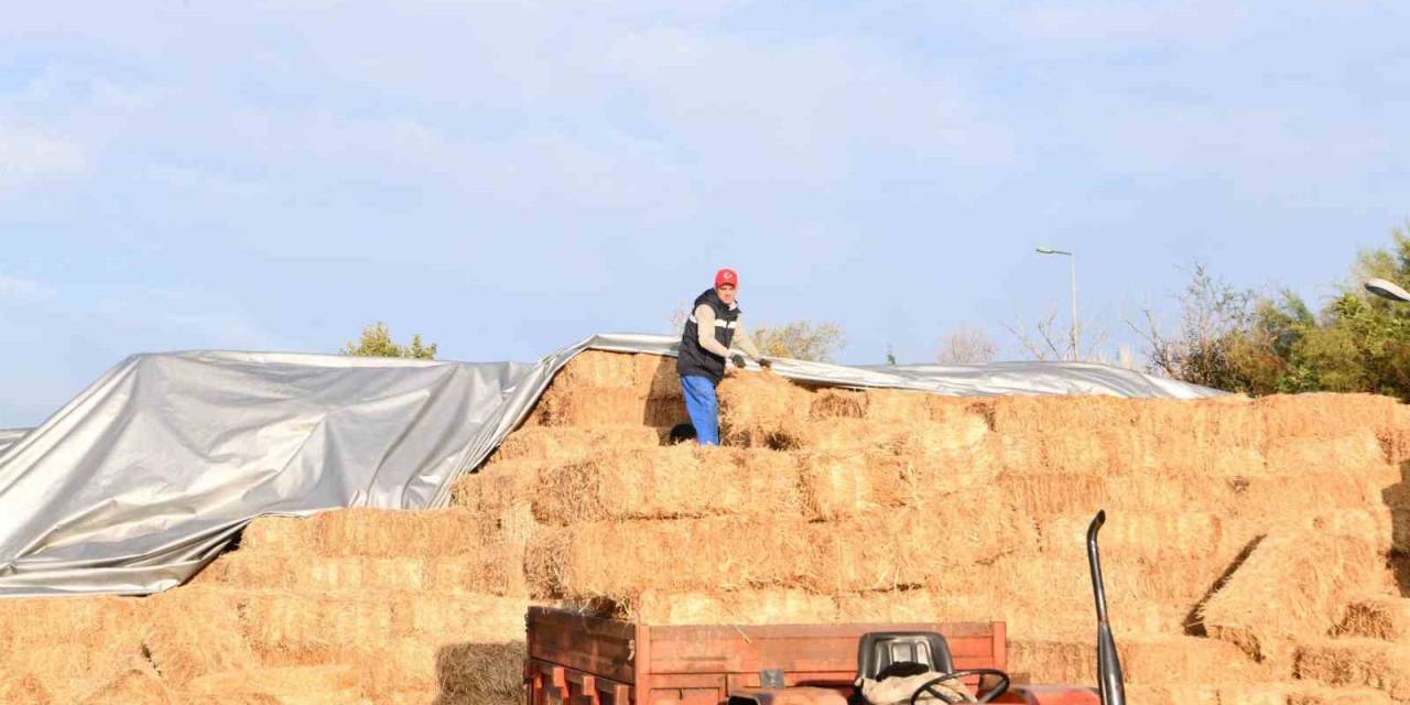 Büyükşehir’den Küçük Üreticiye Ot Balyası Desteği