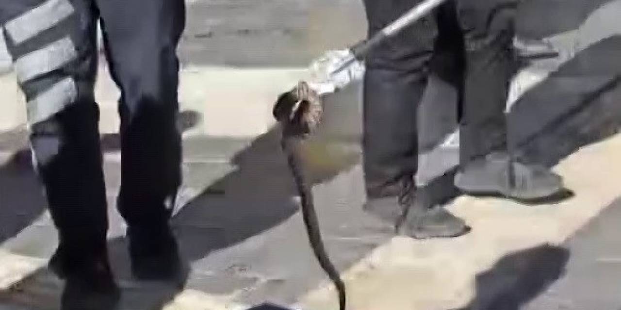 Kaldırımda Yılan Paniği