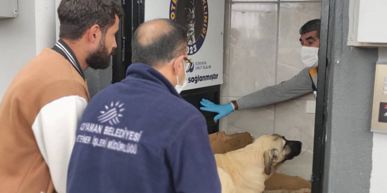 Av Tüfeğiyle Vurulan Köpek Yaşam Mücadelesi Veriyor
