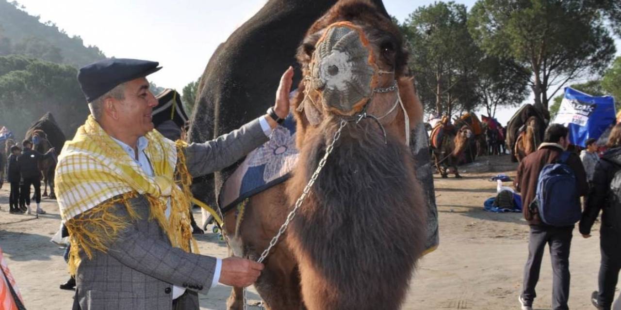 Koçarlı’da Deve Güreşi Heyecanı Yaşanacak