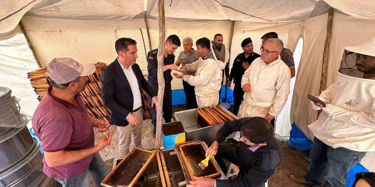 Yangın Ve Kuraklığın Tehdit Ettiği Çam Balında Rekolte Yüzleri Güldürdü