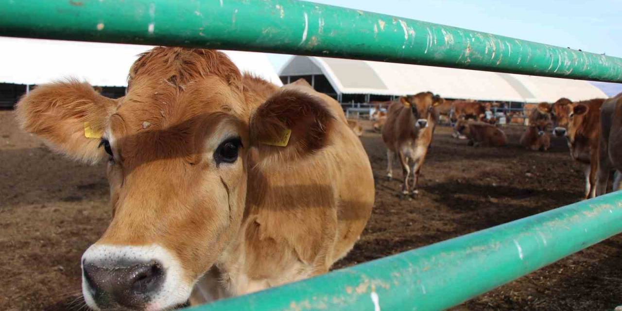 Gökhöyük’ün ‘Süt Makinesi’ Jersey İnekleri: Yediği Yemi En Çok Süte Onlar Çeviriyor