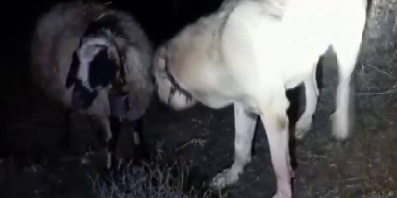Kangal Vefası İle Hayret Ettirdi