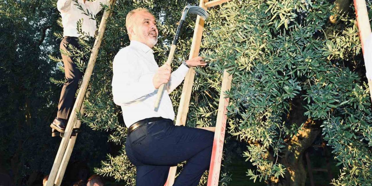 Bursa Zeytininde Hasat Bereketi