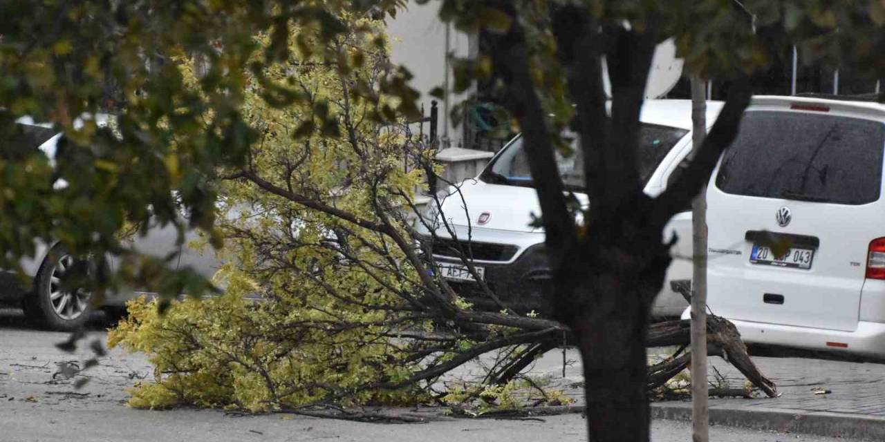 Denizli’de Etkili Olan Fırtınada Ağaçlar Devrildi