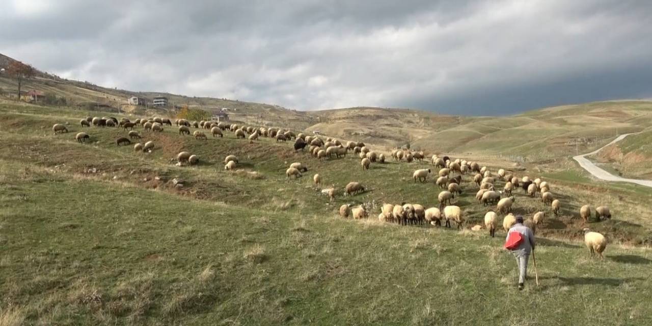 Muşlu Çobanlar Sigortalı Olacak