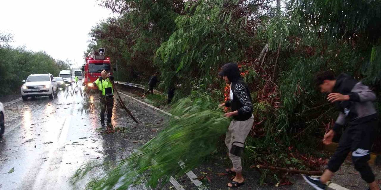 Antalya’da Fırtına Ağaçları Devirdi, Karayolunda Trafik Aksadı