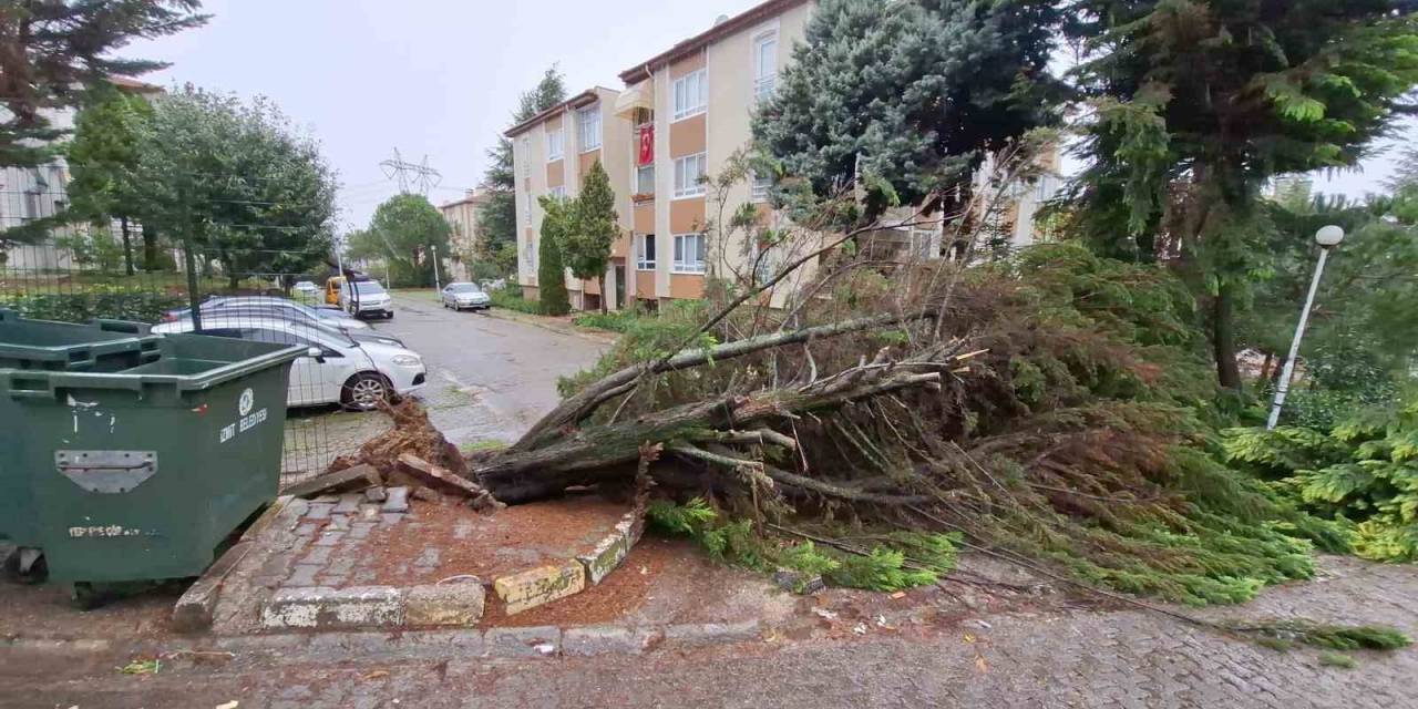 Kocaeli’de Ağaçlar Fırtınaya Dayanamadı