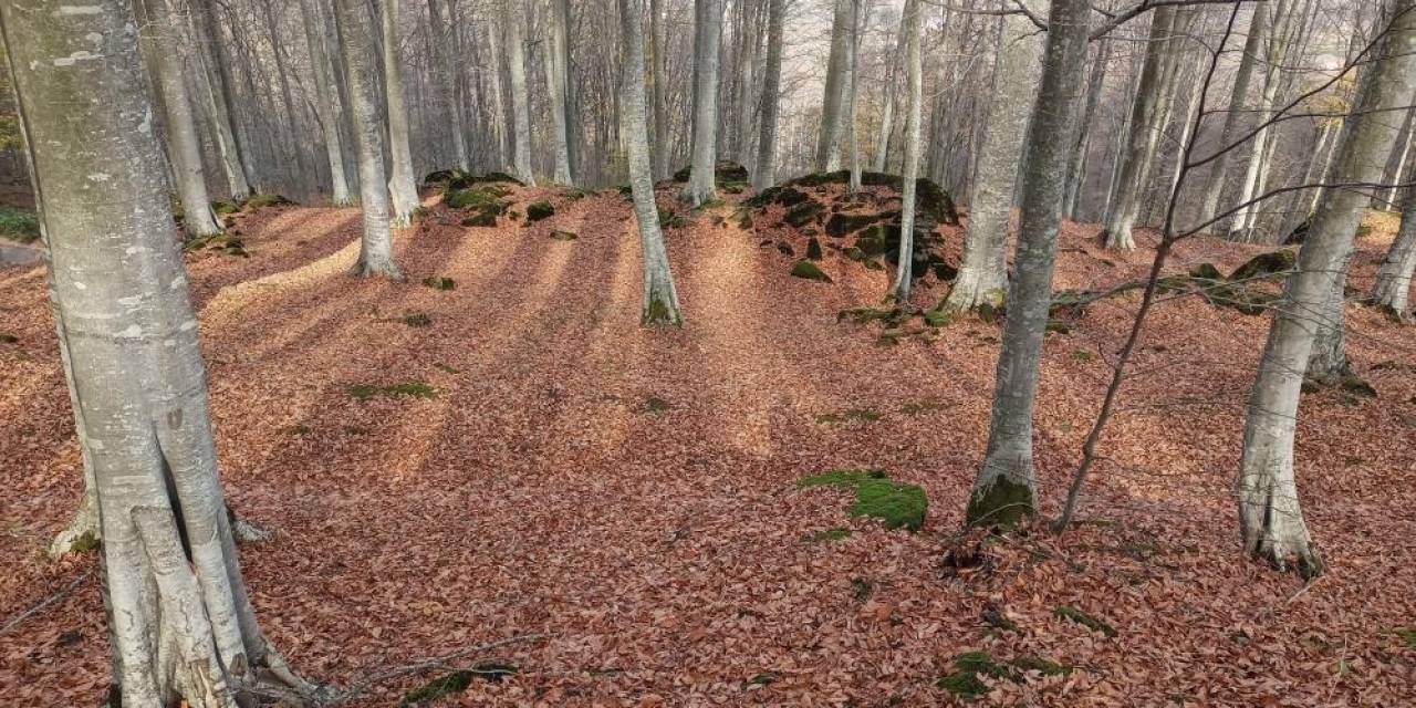 Samsun’da Ormanlar Korunup, Gençleştirilip, Genişletiliyor