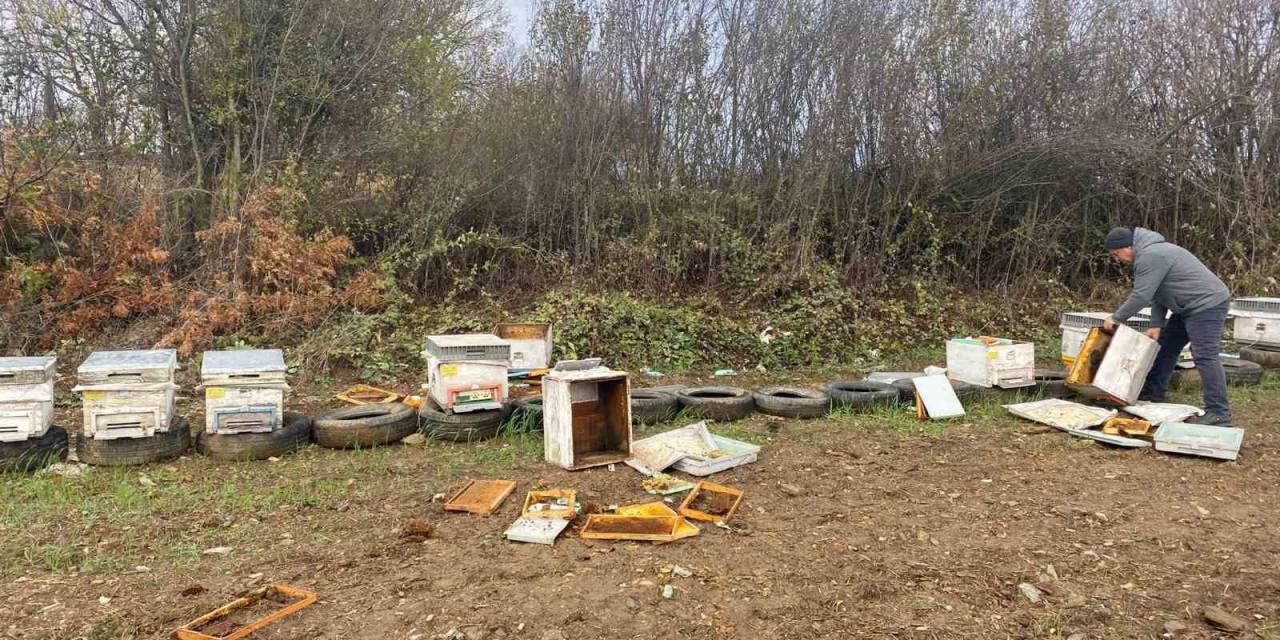 Bilecik’te Ayılar Arı Kovanlarına Zarar Verdi