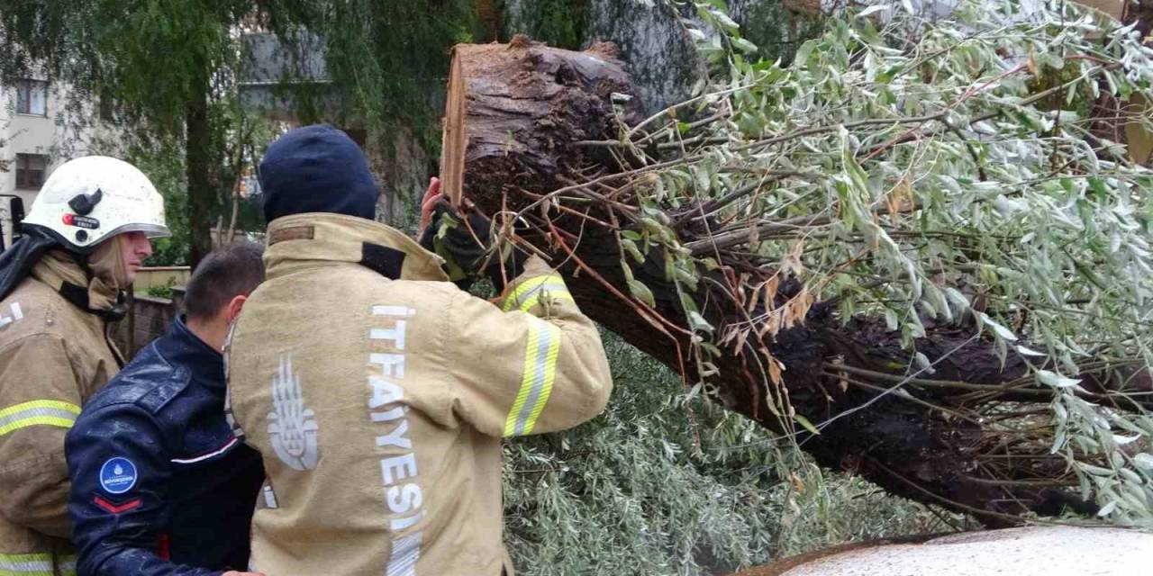 Kartal’da Otomobillerin Üzerine Ağaç Devrildi