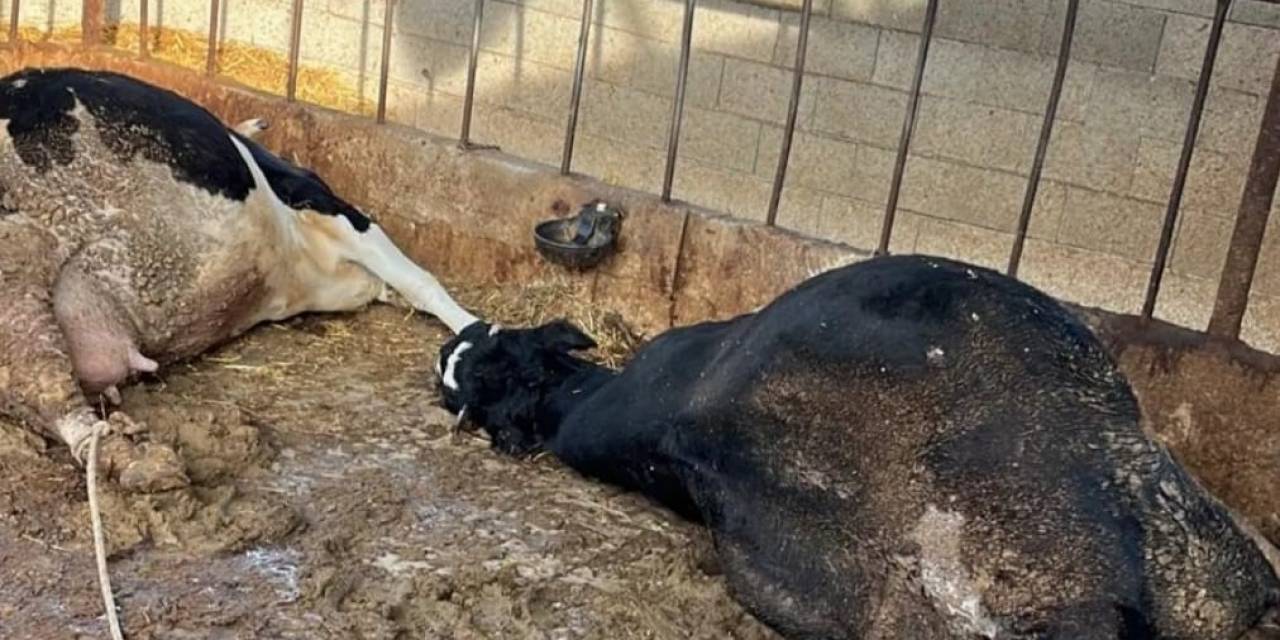 Niğde’de Elektrik Akımına Kapılan 6 İnek Telef Oldu