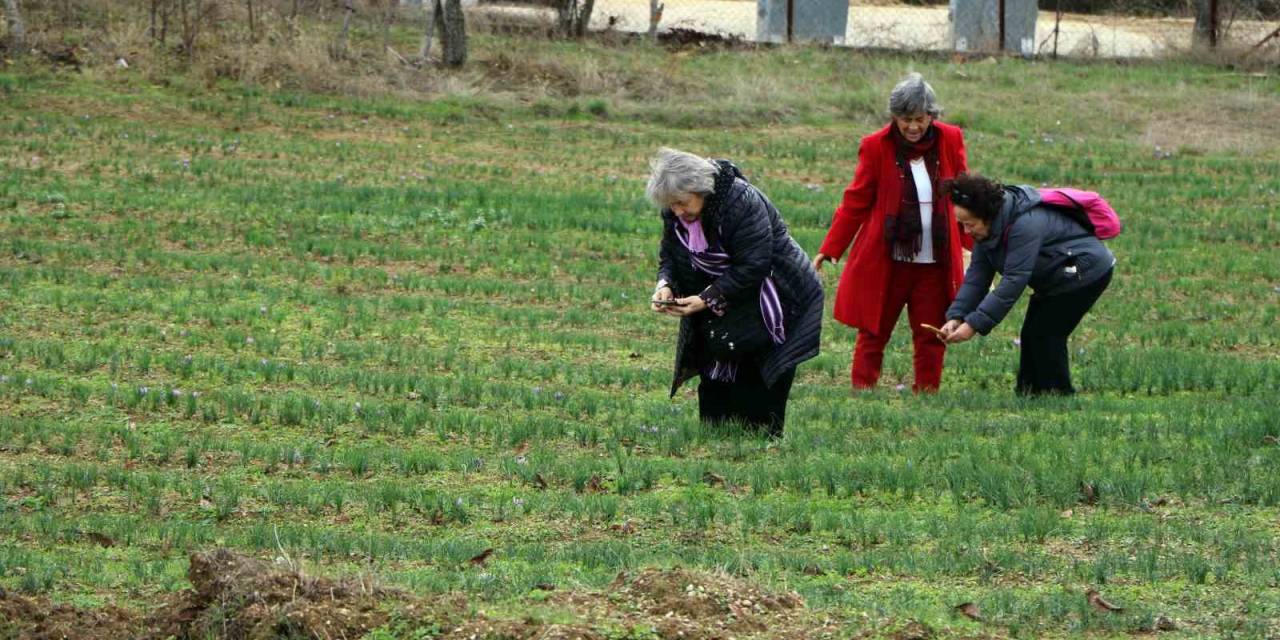 Safran Tarlasını 40 Günde 70 Bin Kişi Ziyaret Etti