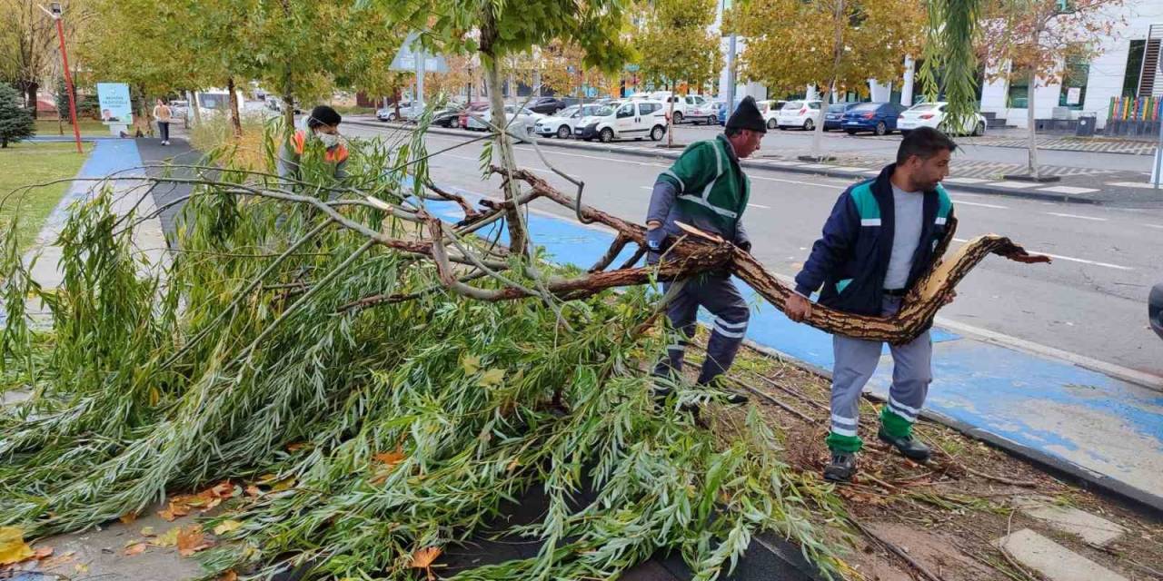 Talas’ta Devrilen Ağaçlara Hızlı Müdahale
