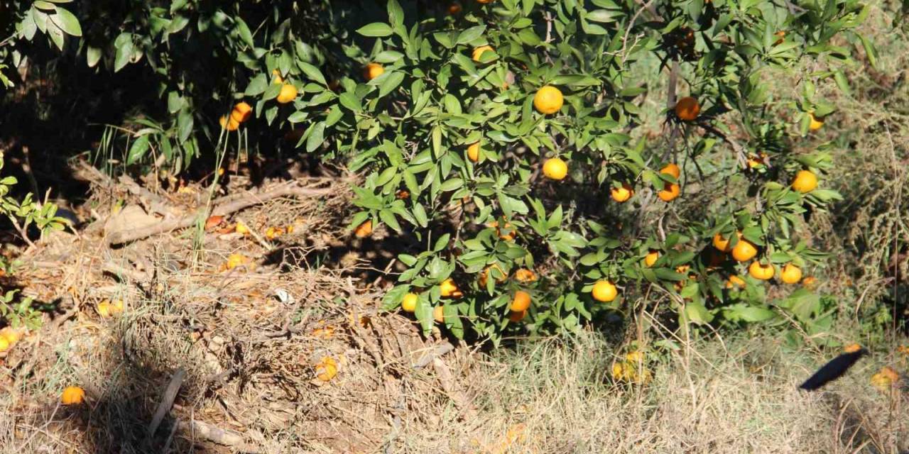 Narenciye Üreticisini Akdeniz Meyve Sineği Vurdu