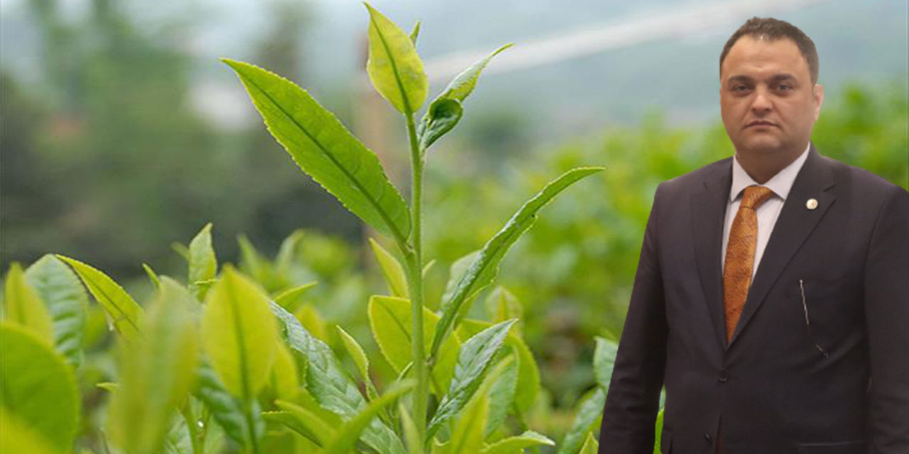 Rize Ziraat Odası Başkanı Arslan: Alan Bazlı Destek Çay Üreticilerimize Hayırlı Olsun