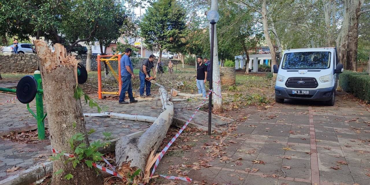 30 Yıllık Çınar Ağacı Fırtınada Yıkıldı