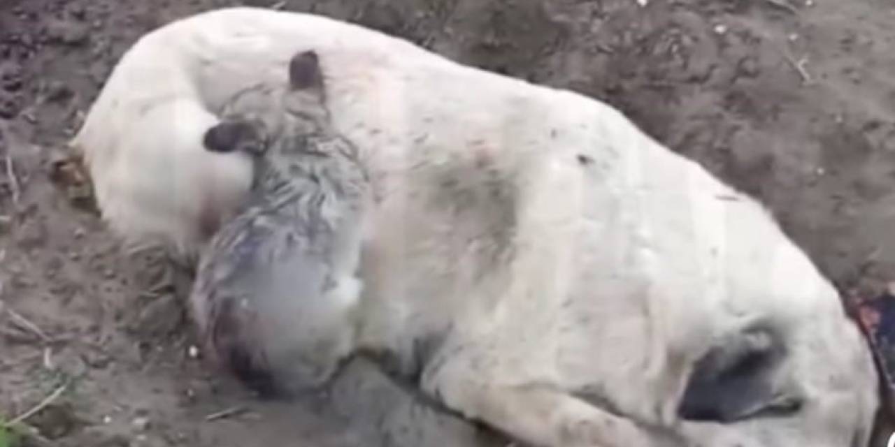 Aydın’da Zehirlenme İddiası: Köpek Ve Yavruları Telef Oldu