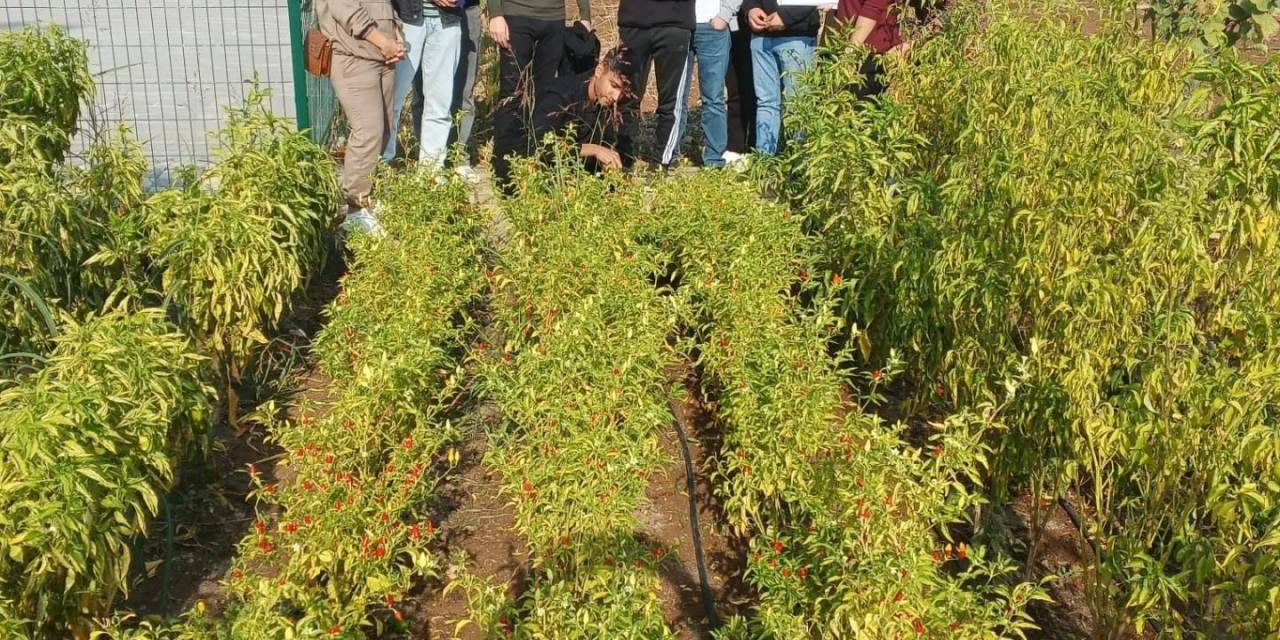 Diyarbakır’da Lise Öğrencileri Sebze Ve Meyve Ağaçları Yetiştirme Hakkında Bilgi Aldı