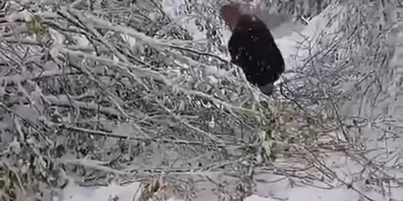Bursa’da Ağacın Elektrik Direğinin Üzerine Devrilmesi Kesintiye Yol Açtı