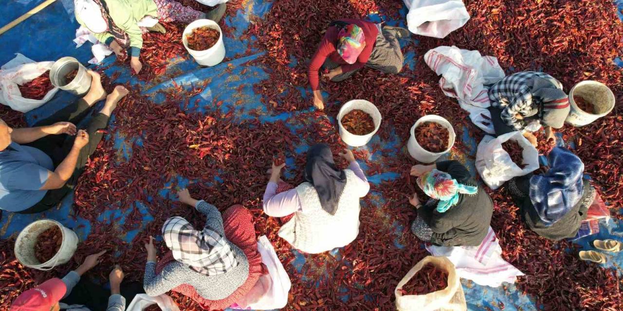 Tescilli Maraş Biberinde Yılın Son Hasadı