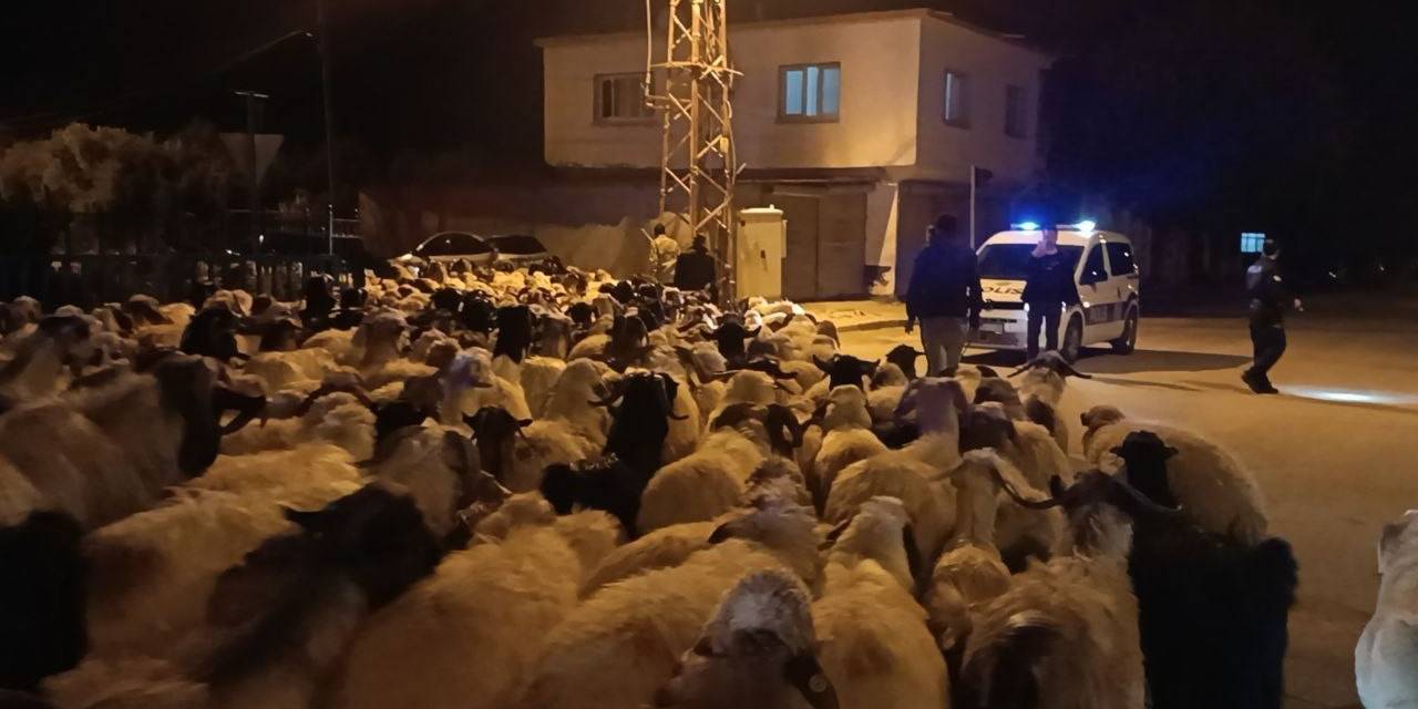 Konargöçerler Kozan’a Geldi