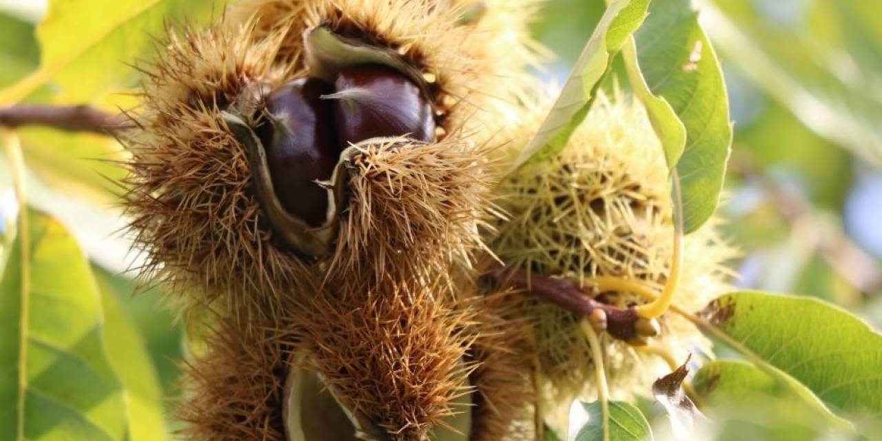 İklim Şartları Ve Gal Arısı Kestaneyi Vurdu