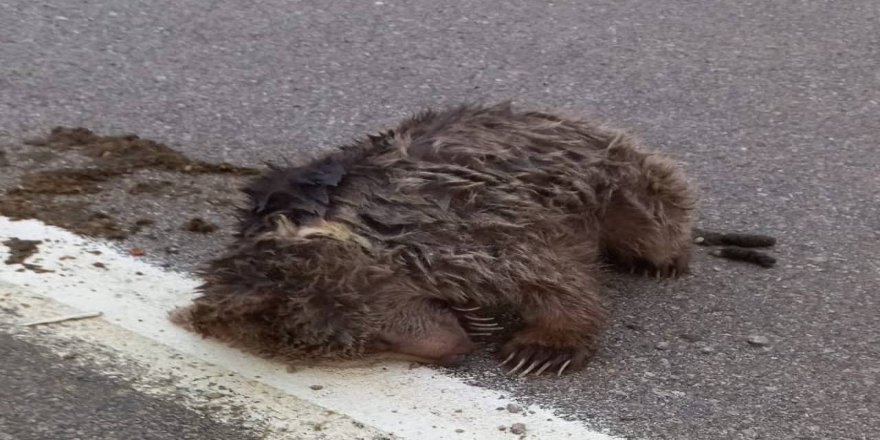 Sinop’ta Aracın Çarptığı Yavru Ayı Ölü Taklidi Yaparak Ormana Kaçtı