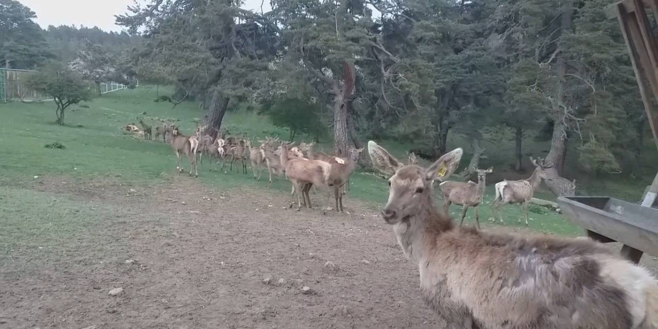 12 Kızıl Geyik Üretilerek Doğaya Salındı