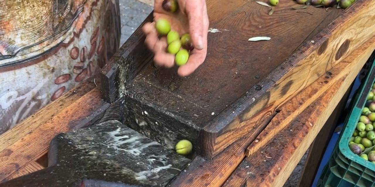 Güney Marmara’da Zeytini Kuraklık Vurdu
