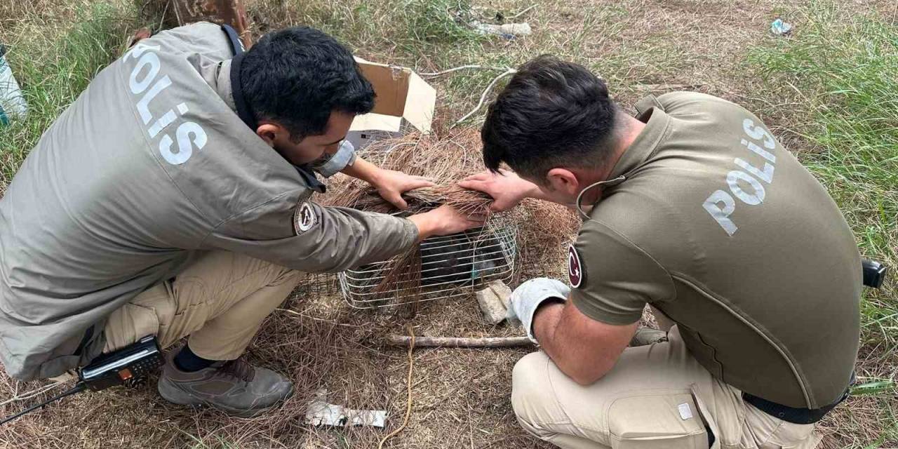 Tuzağa Takılan ’bayağı Çakır’ Kuşunu Polis Kurtardı