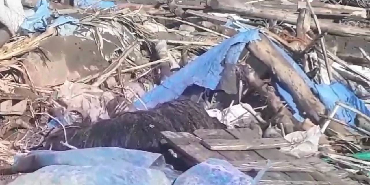 Sağanak Yağışta Ağıl Çöktü, Koyunlar Telef Oldu