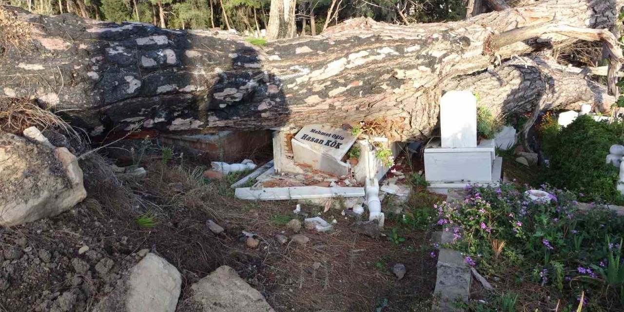 Şiddetli Fırtınanın Söktüğü Ağaç Mezarları Tahrip Etti