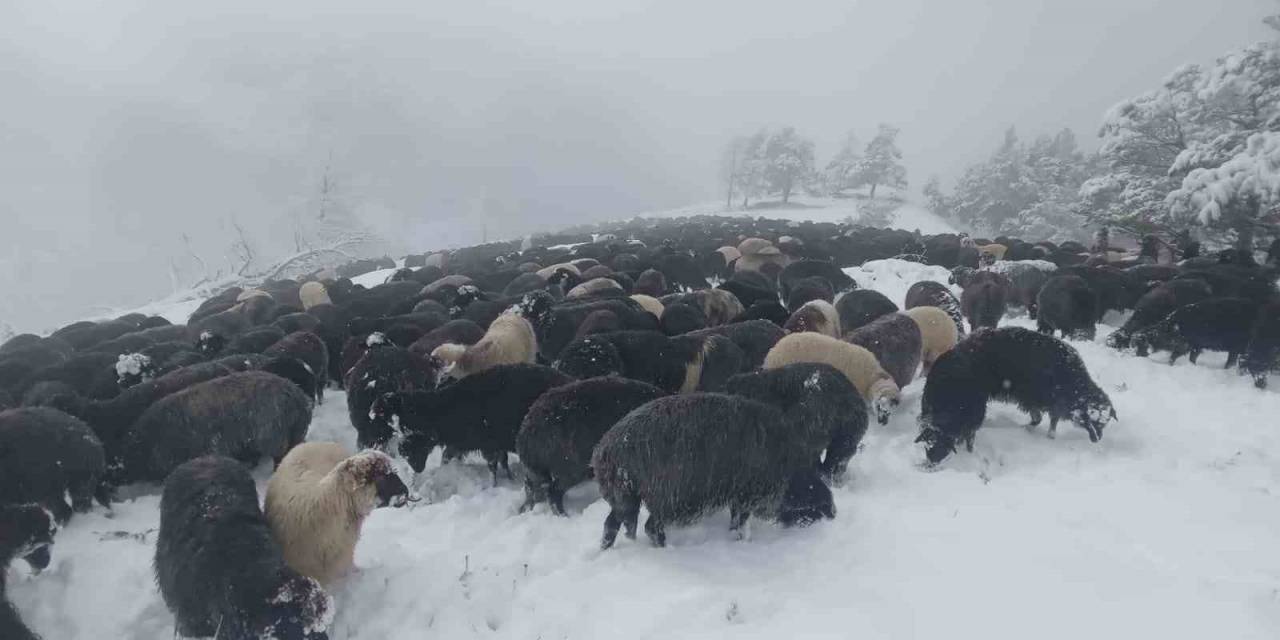 Artvin’de Ani Bastıran Kar Sürü Sahiplerine Zor Anlar Yaşattı