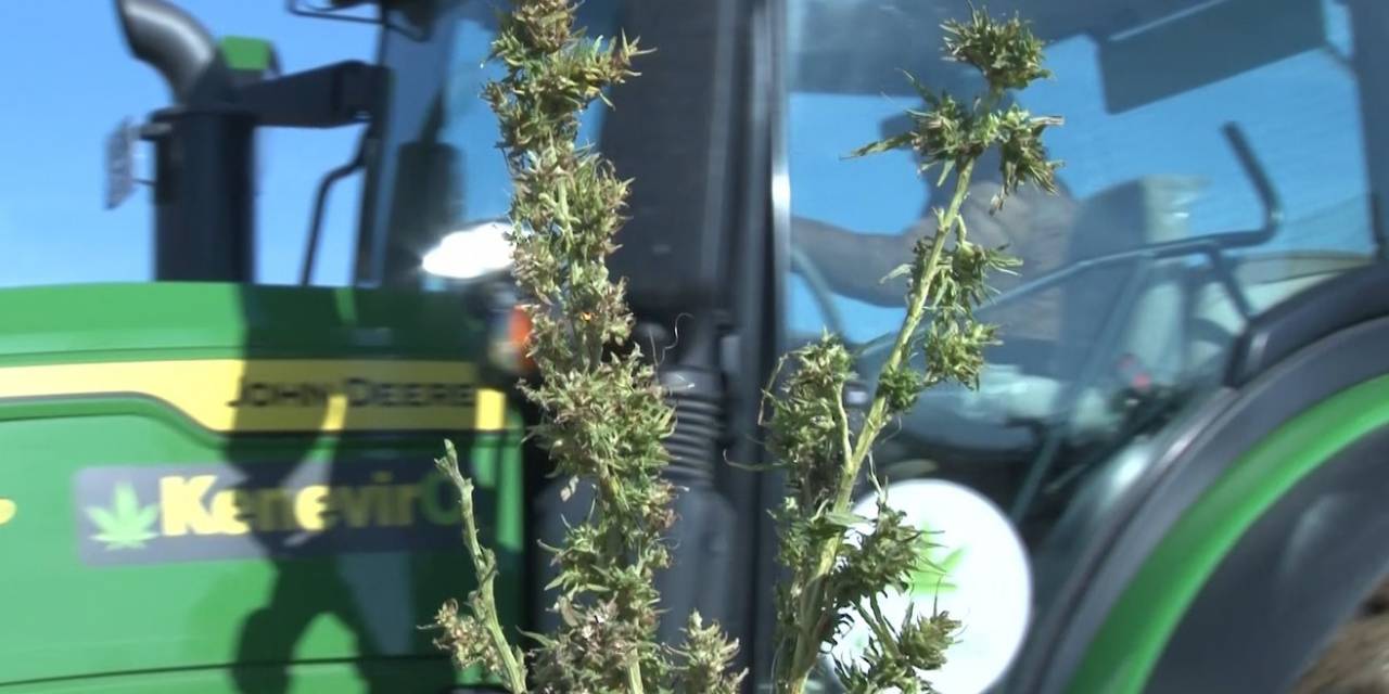 Kenevir Tekstil İhracatına Doping Etkisi Yapacak